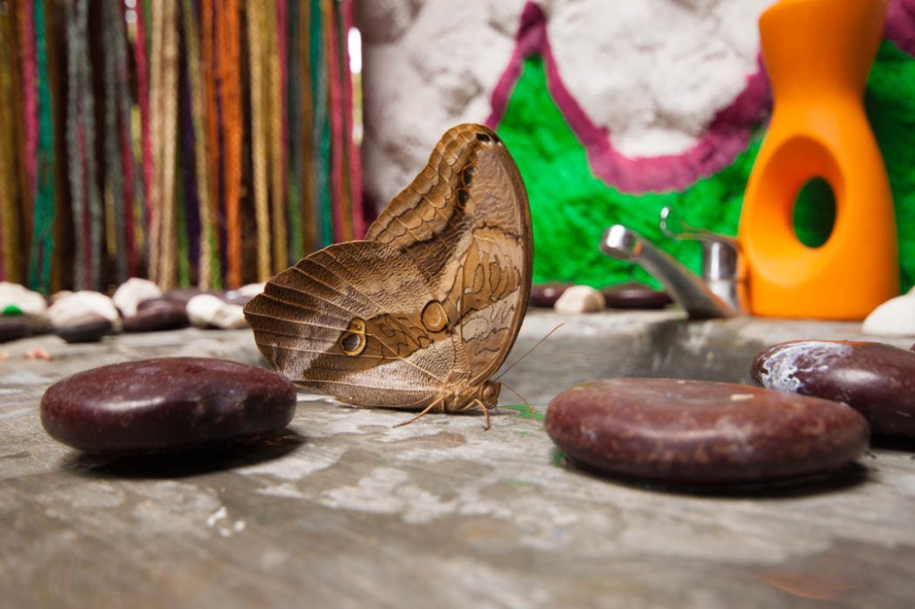 Le gros papillon - Palomino - 2014
