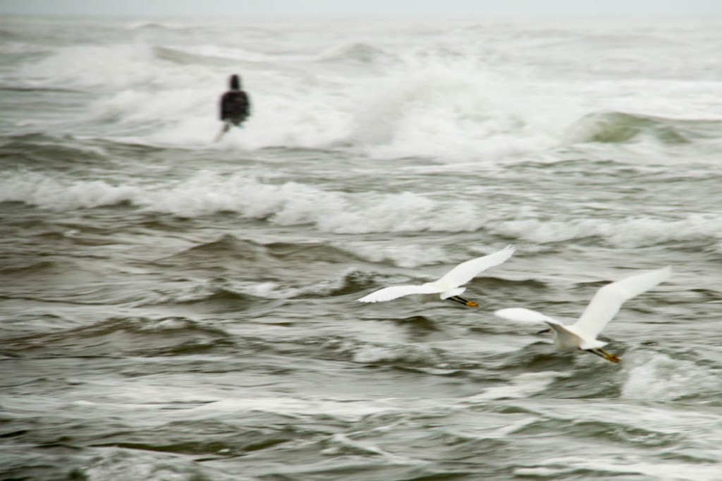 le pêcheur et les oiseaux - Palomino - 2014