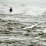 le pêcheur et les oiseaux - Palomino - 2014