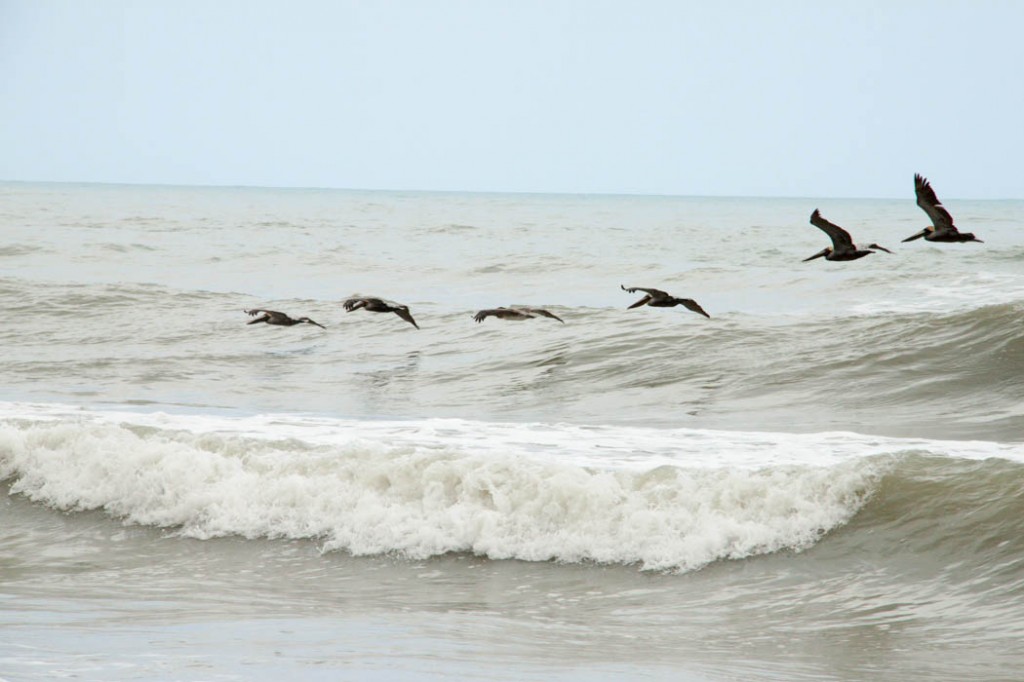 Surfeur aérien - Palomino - 2014