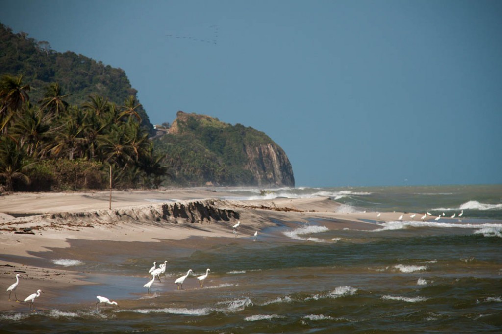 Coté mer - Palomino - 2014