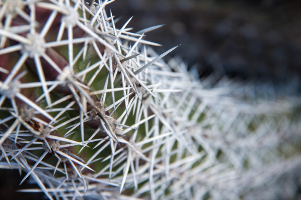Cactus piquant - Cabo de la Vela 2014