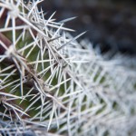 Cactus piquant - Cabo de la Vela 2014