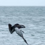 Pélican plongeant - Cabo de la Vela 2014