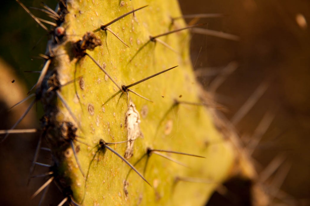 Cactus piquant
