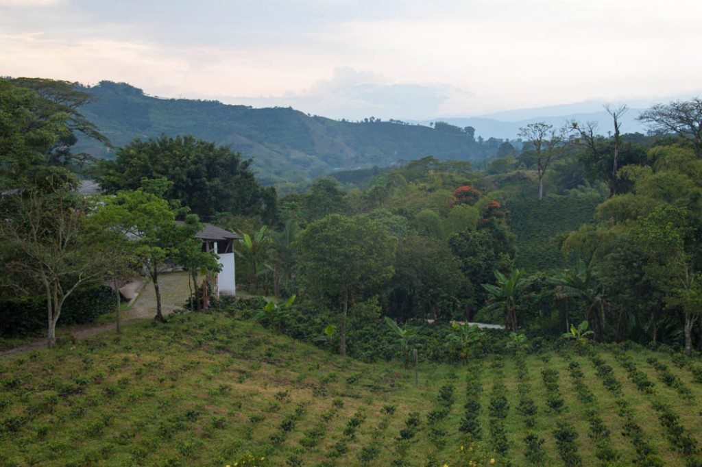 Café organisé