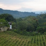 Café organisé