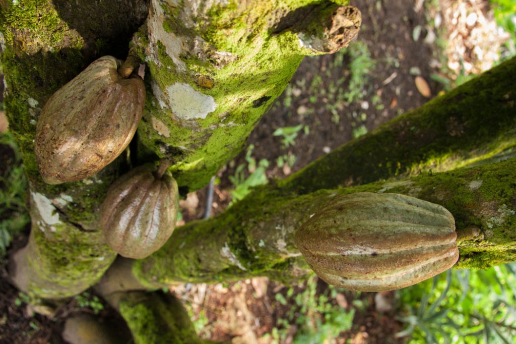 Chaud Cacao