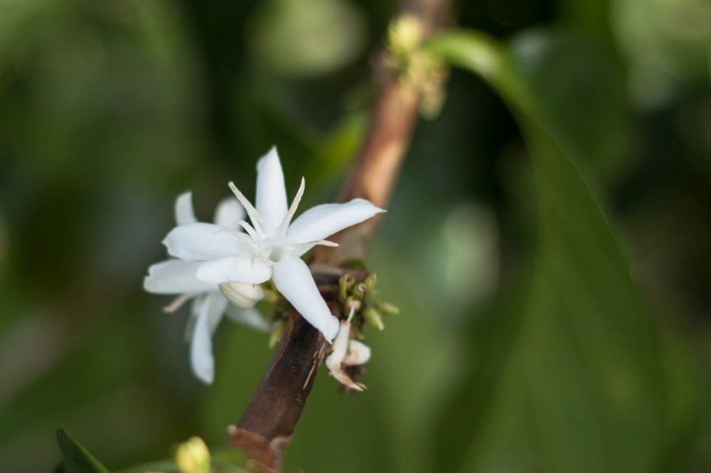 Fleur de café