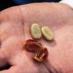 Grain de café