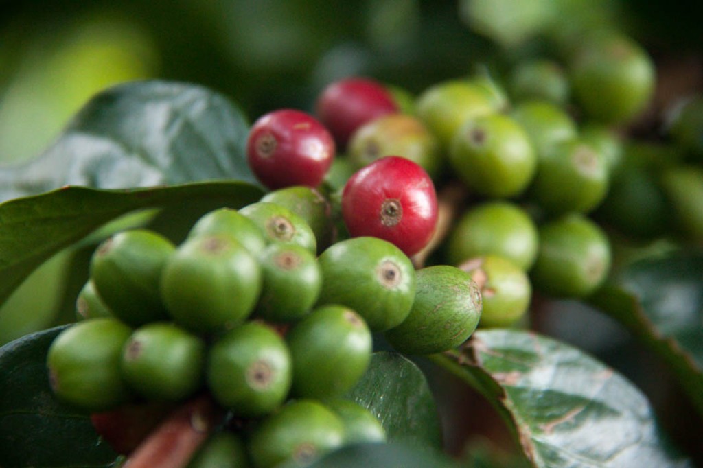 Grain de café sur l'arbre