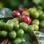 Grain de café sur l'arbre