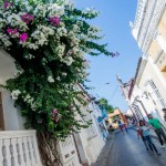 Calle fleurie - Cartagena 2014