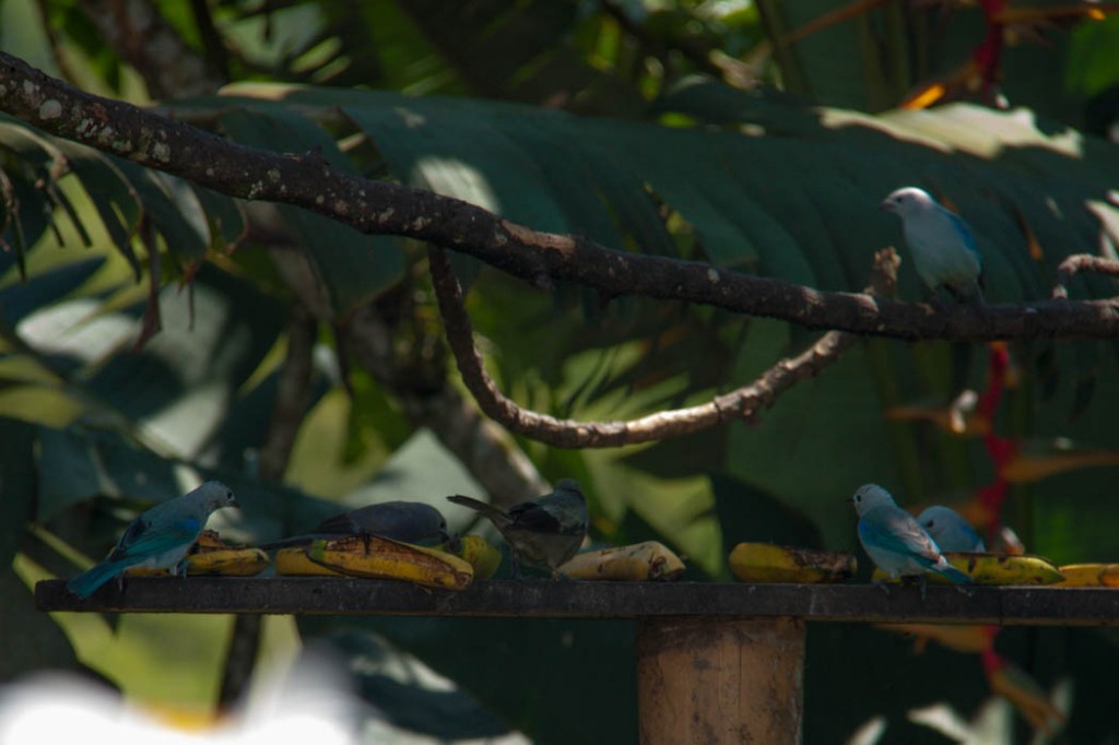 Petits oiseaux
