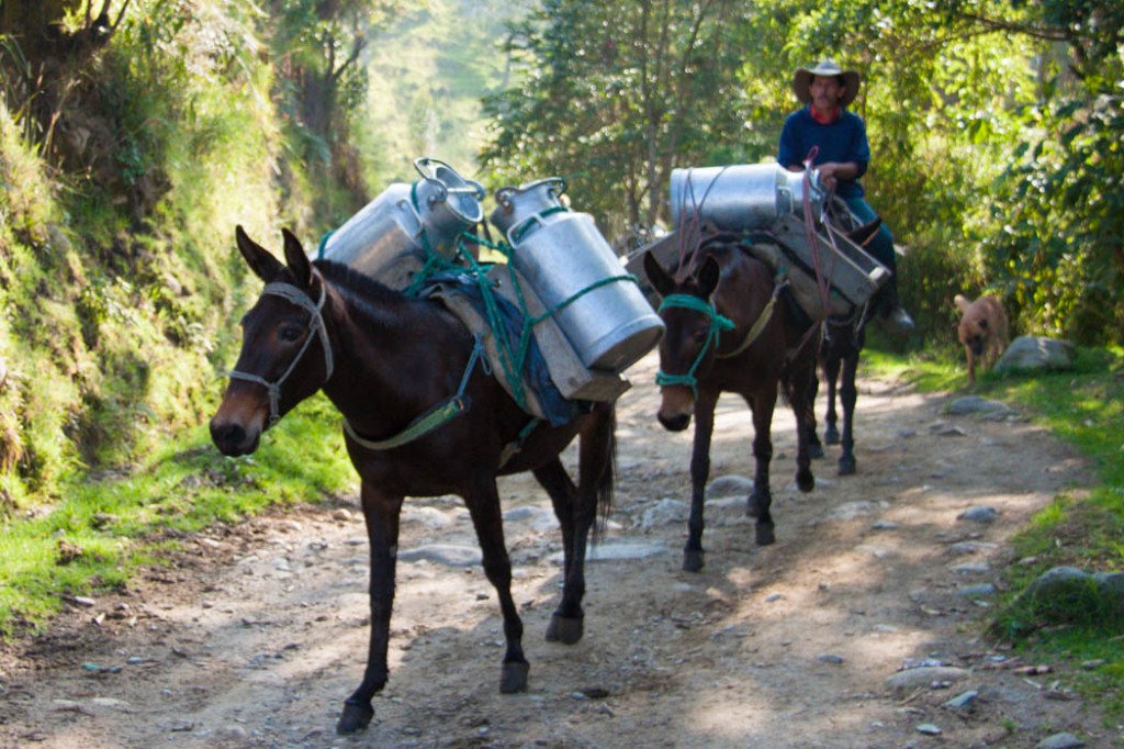Transport de lait