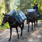 Transport de lait