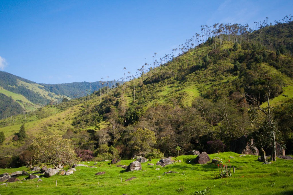 Valle del Cocora