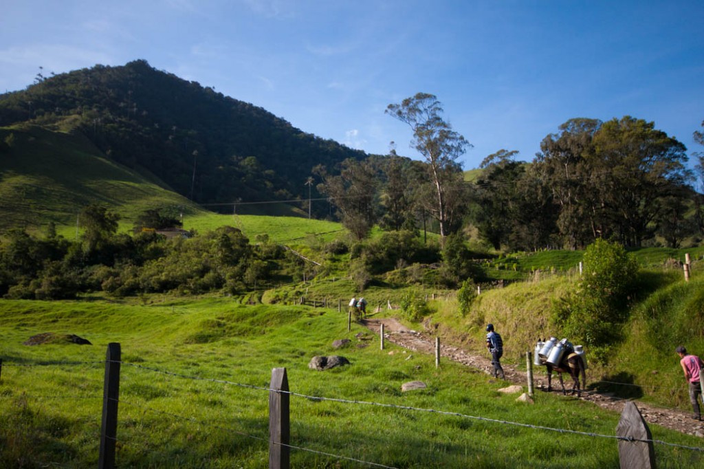 Valle del Cocora 2
