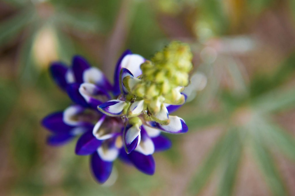 Fleur bleu